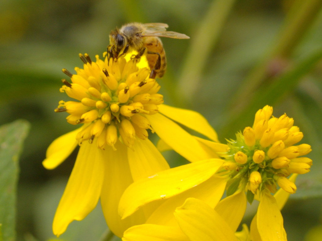 Busy Bee The bright yellow flowers attract the bees and ke… Flickr