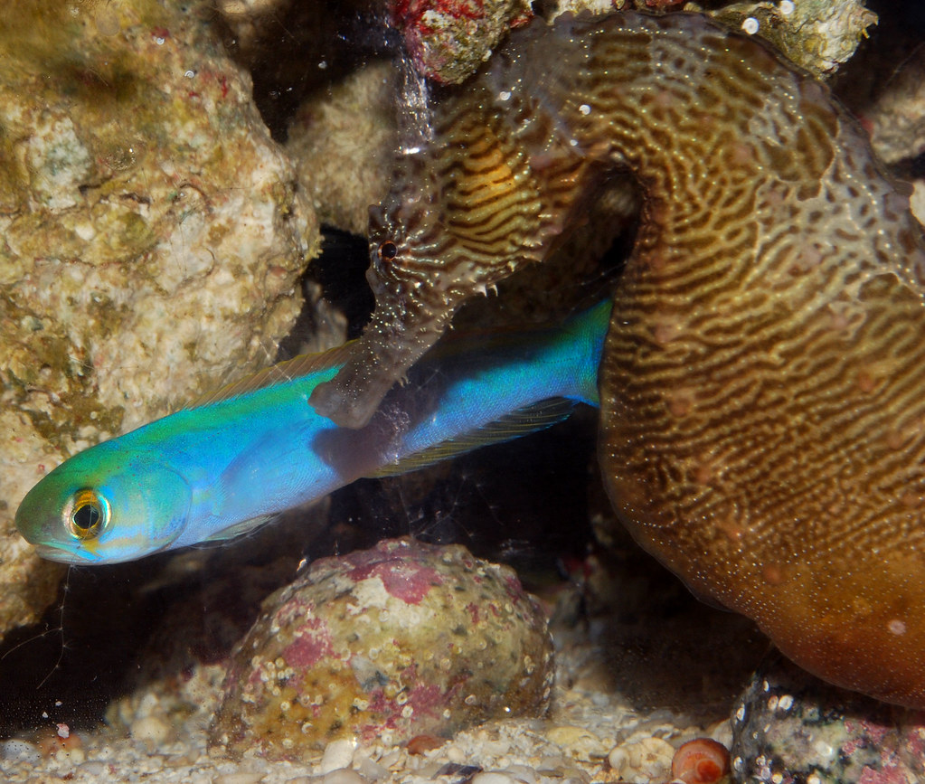Flashing Tilefish and Seahorse It's hard to take pictures … Flickr