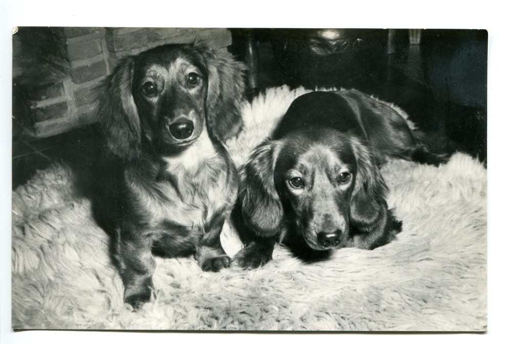 Vintage Russian Dachshund Postcard A Christmas Gift from B… Flickr