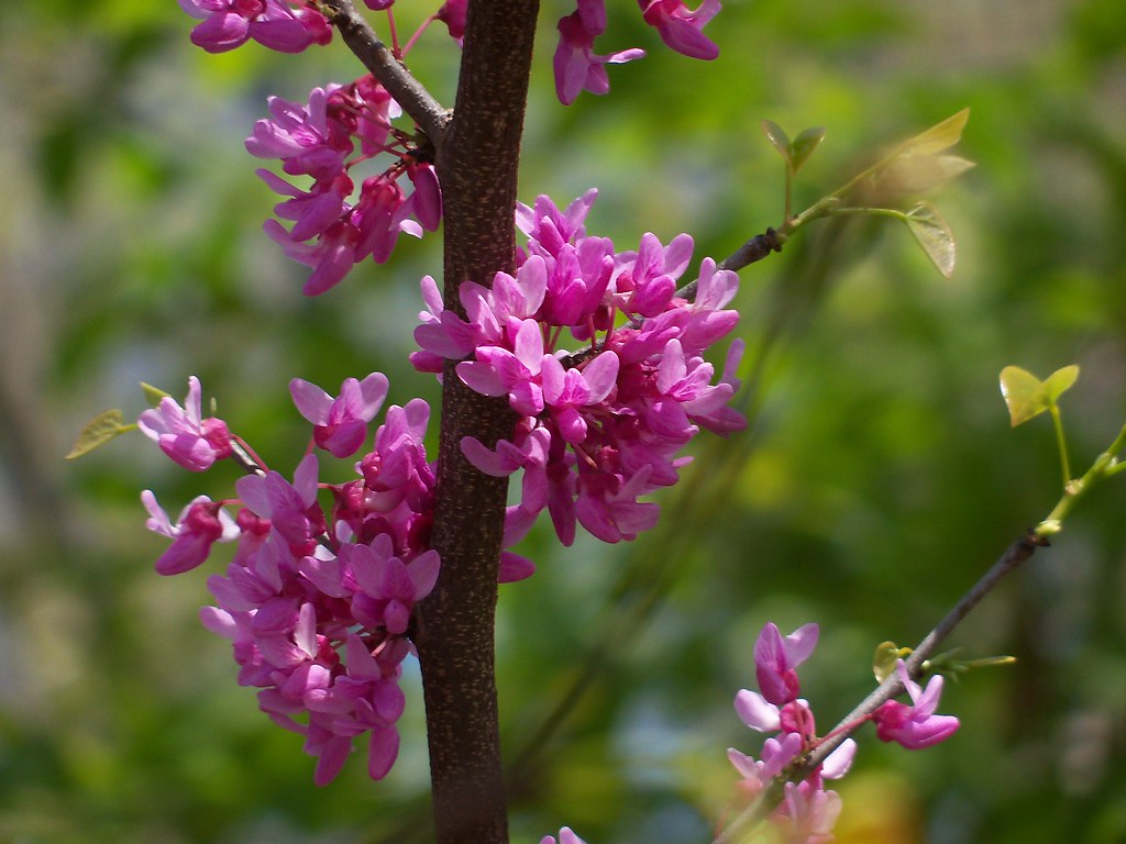 Red Buds Closeup of the flowering Red Bud Tree Spencer