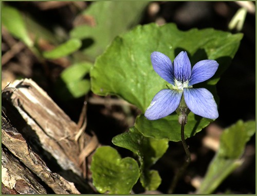 Wood Violet - WI State Flower | Wildflower hunting State flo… | Flickr