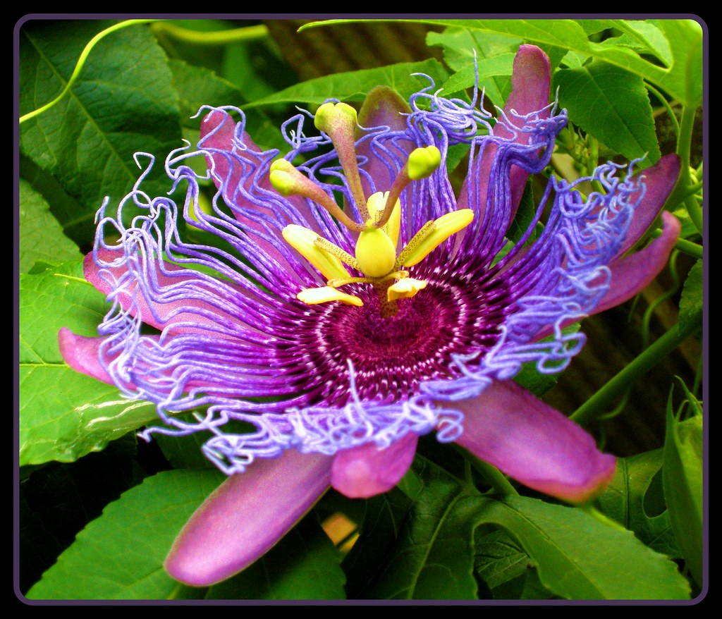 What Is The Most Exotic Flower Top 8 Must Have Tropical Plants Easy