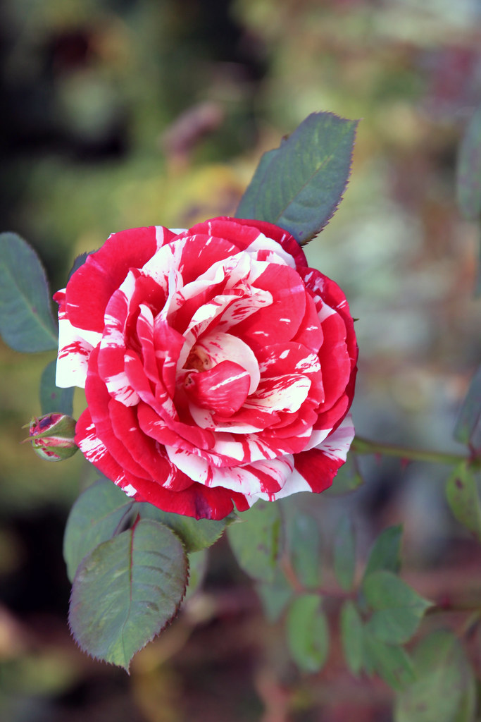 Rose Garden in Bern Switzerland Bern Switzerland tmorehouse1 Flickr