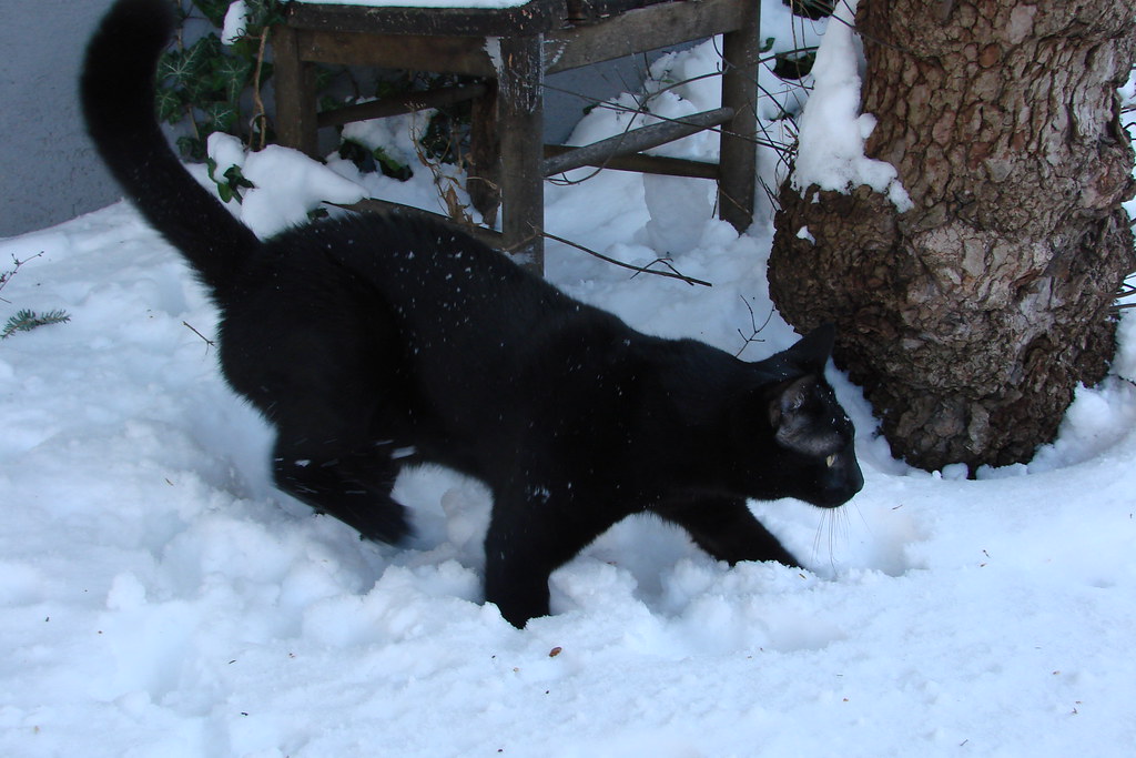 Cortez First snowfall of the year; Cortez got ticked at me… Flickr
