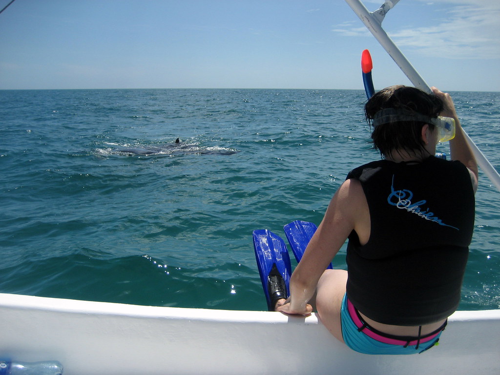 Snorkeling with a Manta Ray Isla Holbox / June 2009 Flickr