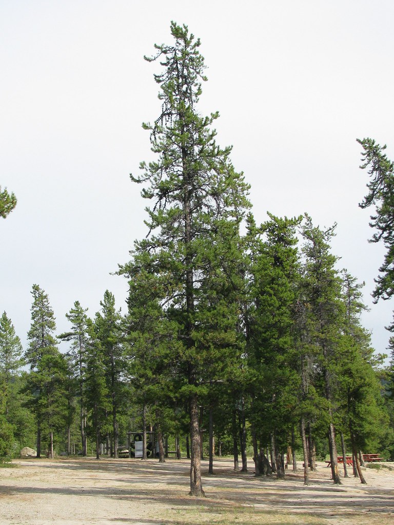 Pinus contorta (Lodgepole Pine) Lodgepole Pine (Pinus cont… Flickr