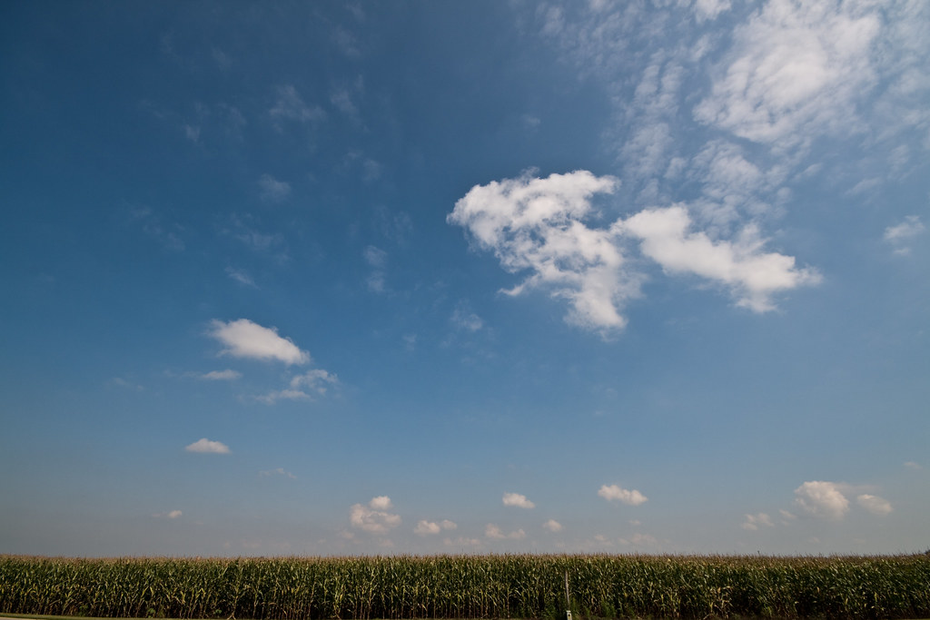Corn Salix, IA Lee Harkness Flickr