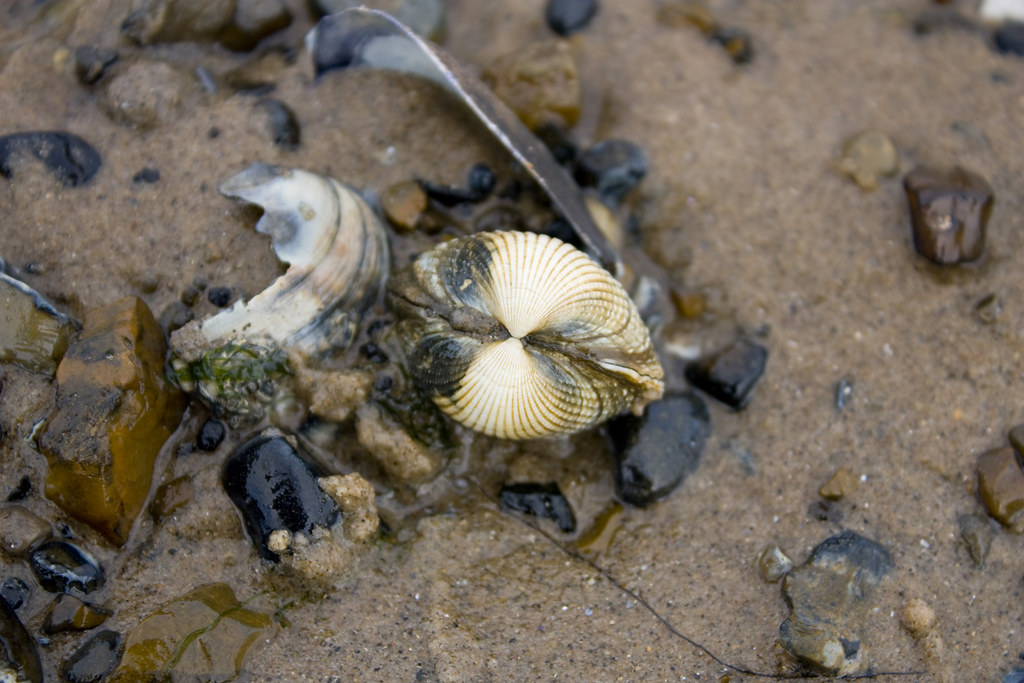 Cockles ans mussels Simone Carr Flickr