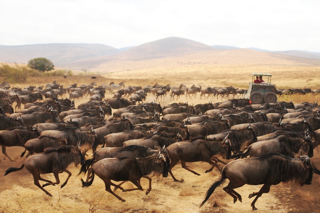 African Animal Stampede