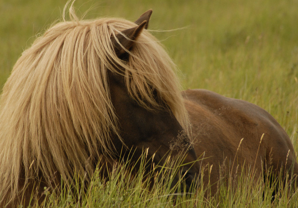 Icelandic Horse Icelandic Horse. Near Lake Hop, north Icel… Neil D