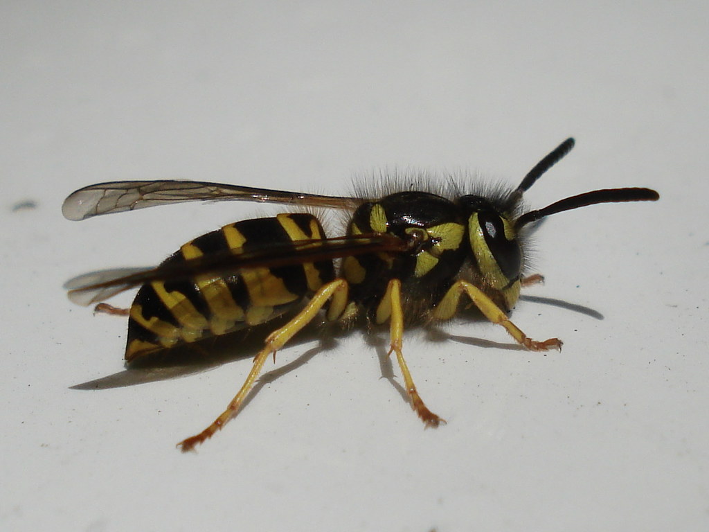 Yellow Jacket aj marx Flickr