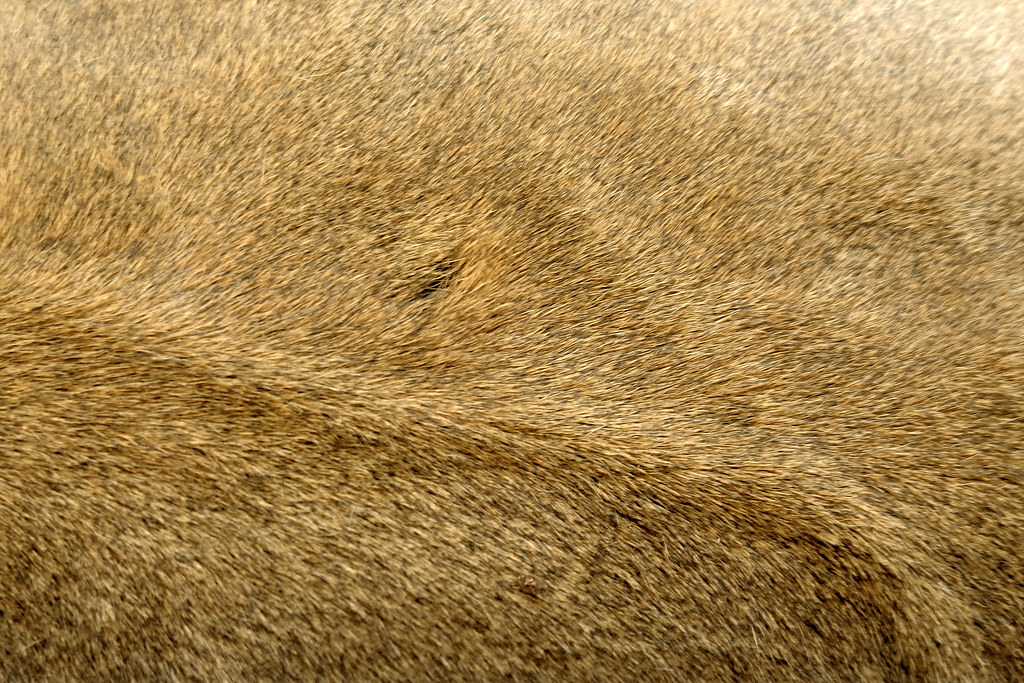 142/365 Lion skin and veins texture May22 If you get too??? Flickr