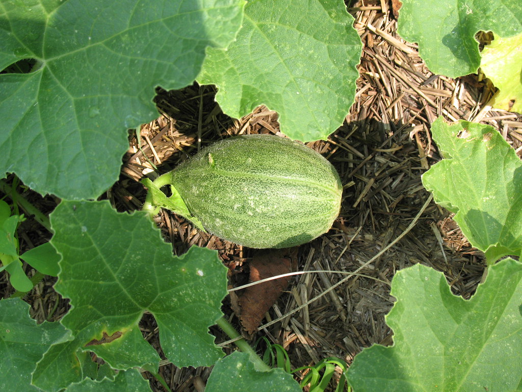 Baby cantaloupe! Actually, this may be a muskmelon of