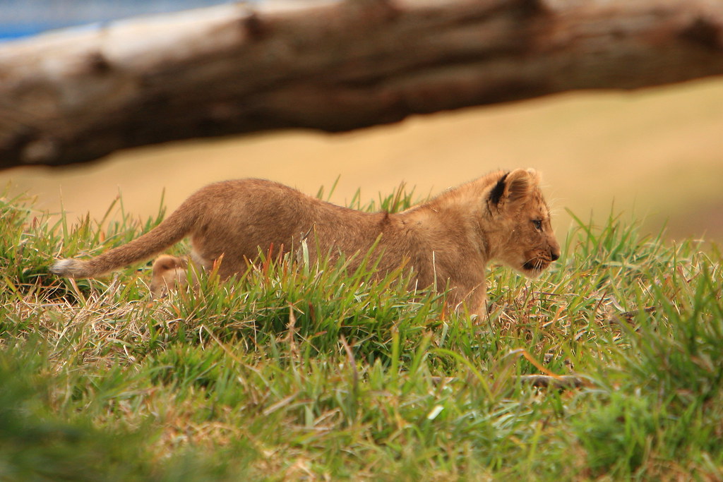 Lions & Lion Cubs Lion Camp; Lion Cubs San Diego Wild Anim… Flickr