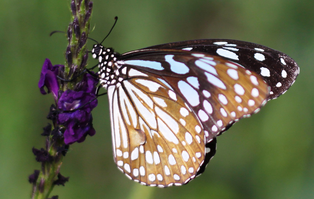 Butterflies Butterfly exhibit at Brookside Gardens, Wheato… Flickr