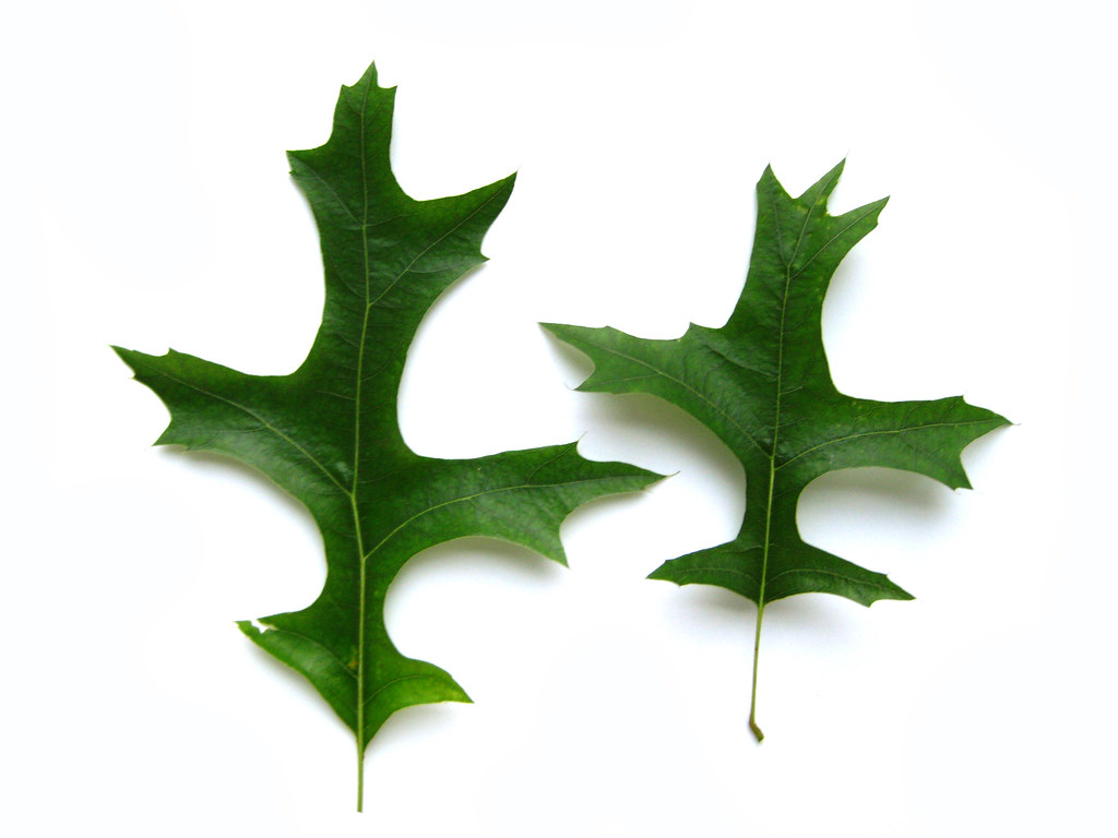 Quercus palustris Pin Oak leaves For a description of le… Flickr
