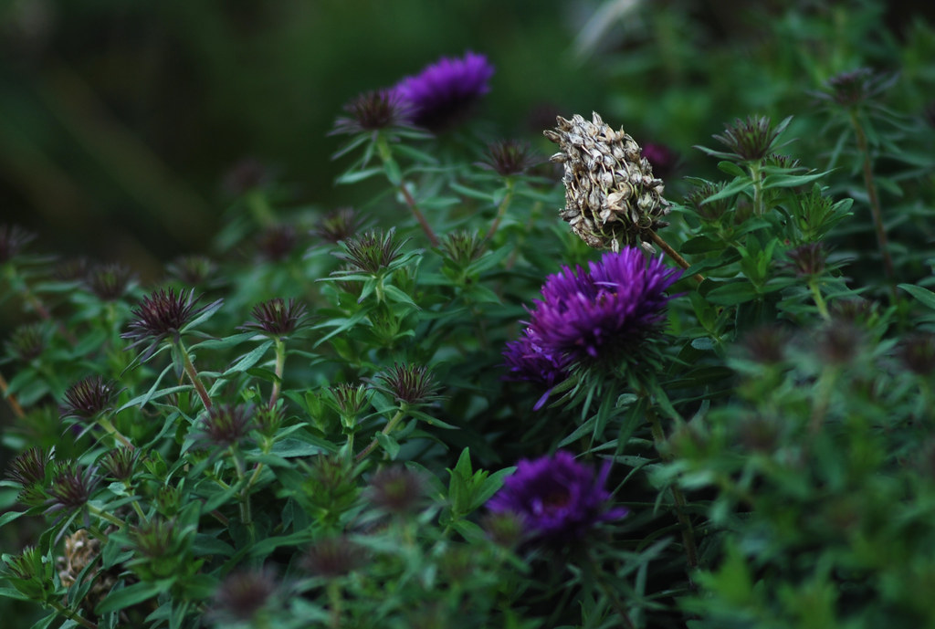 Dried Allium Flower Head Amidst Purple Asters Rachel James Flickr