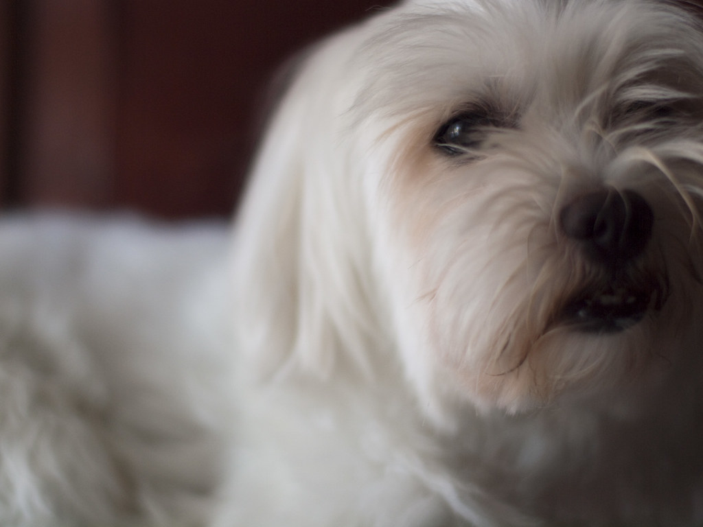 Depressed Dog Since dogs can’t talk and you can never real… Flickr