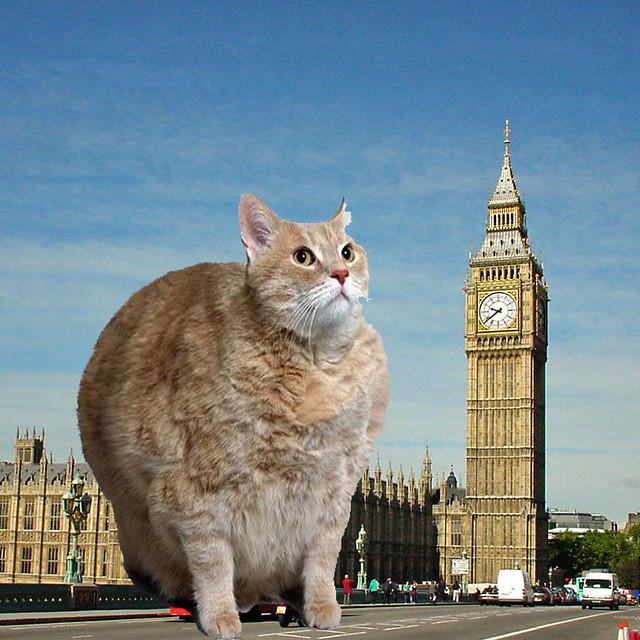 big ben the cat (did it on Jack Hale Flickr