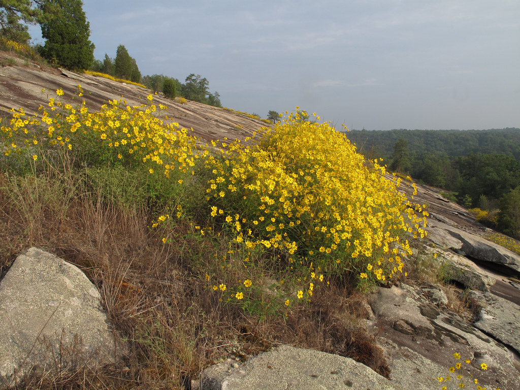 Stone Mountain, Flickr