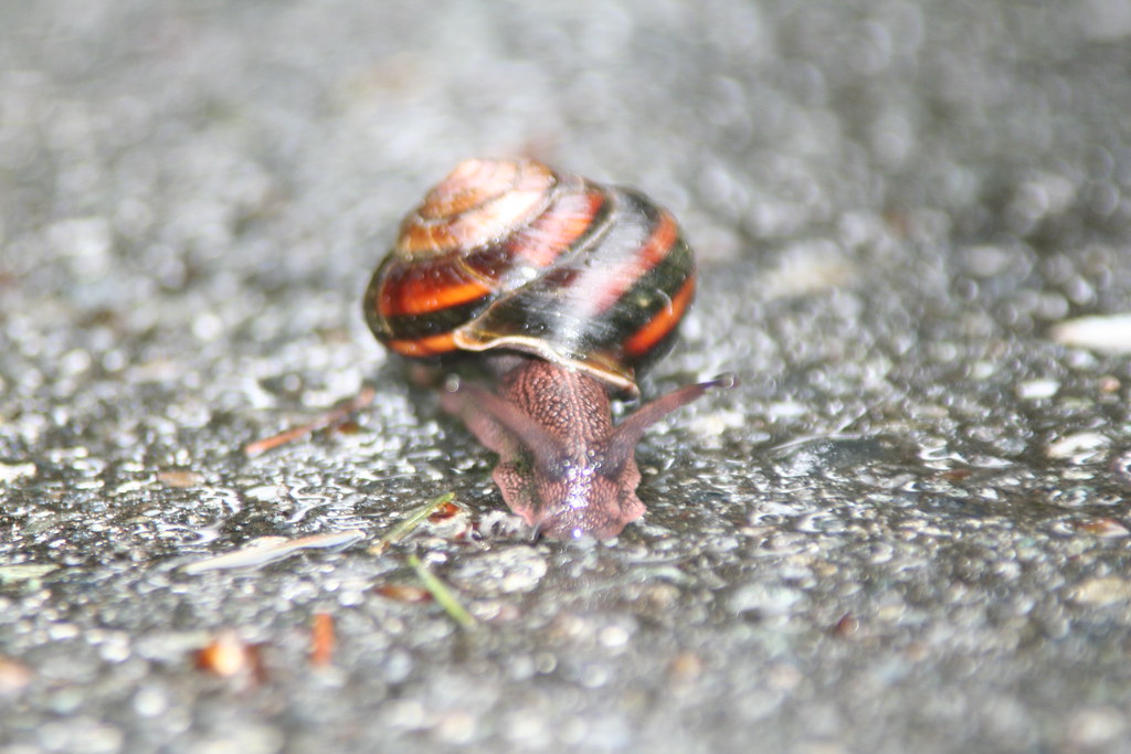 100_Pacific Northwest_12 Snail. One of my favorite picture… Flickr