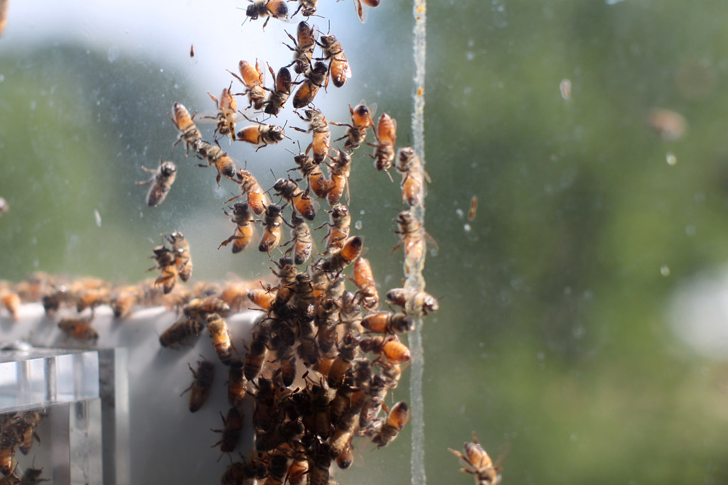 Bees in the NMNH Bees in the O. Orkin Insect Zoo, on the s… Flickr