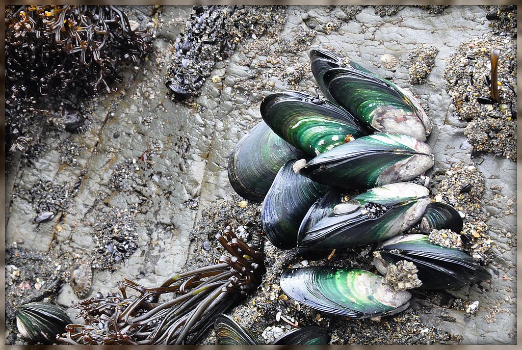 Mussels growing on the rocks at Port Waikato, NZ Photos_by_Angela