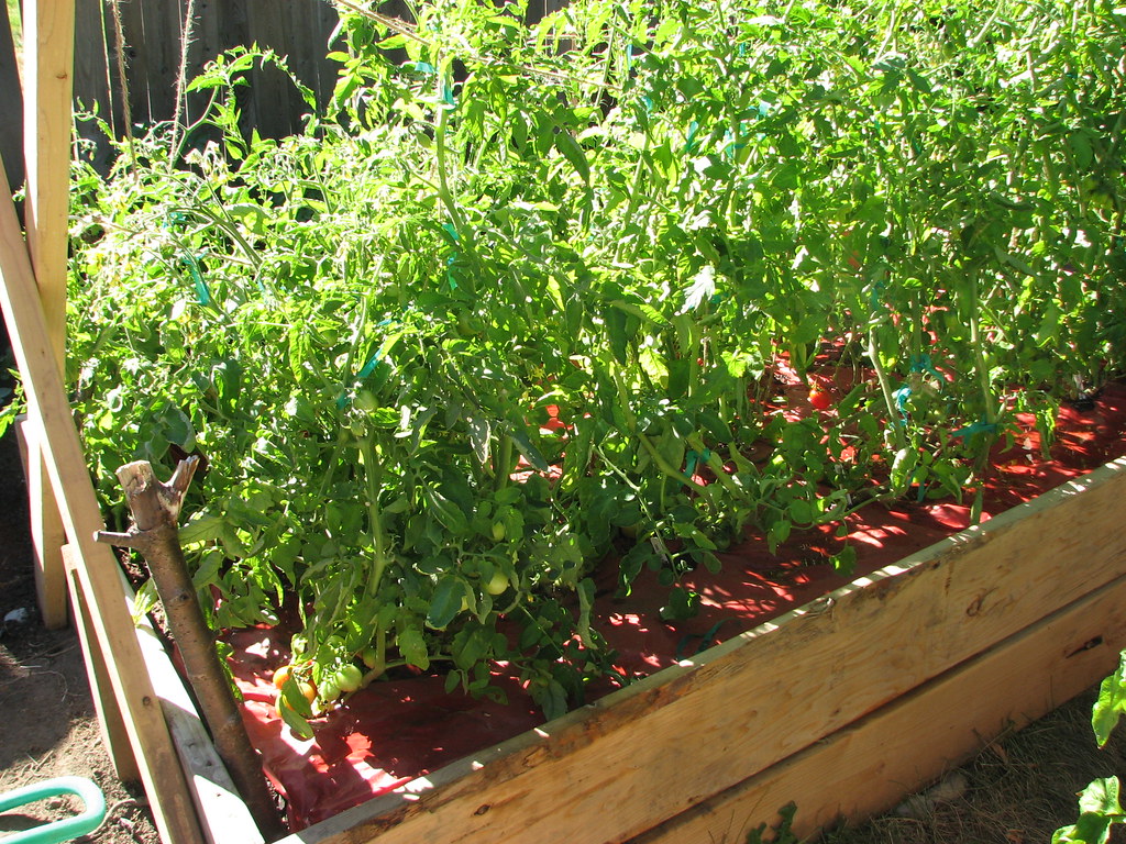 back tomato bed staked up Nice to have these tied up; much… Flickr