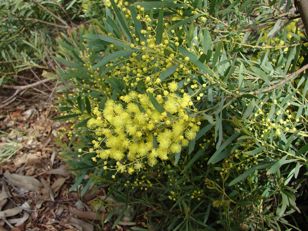 Fringed Wattle a photo on Flickriver