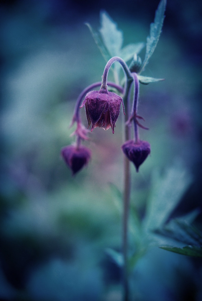 all flowers in time bend all flowers in time bend beautifu… Flickr