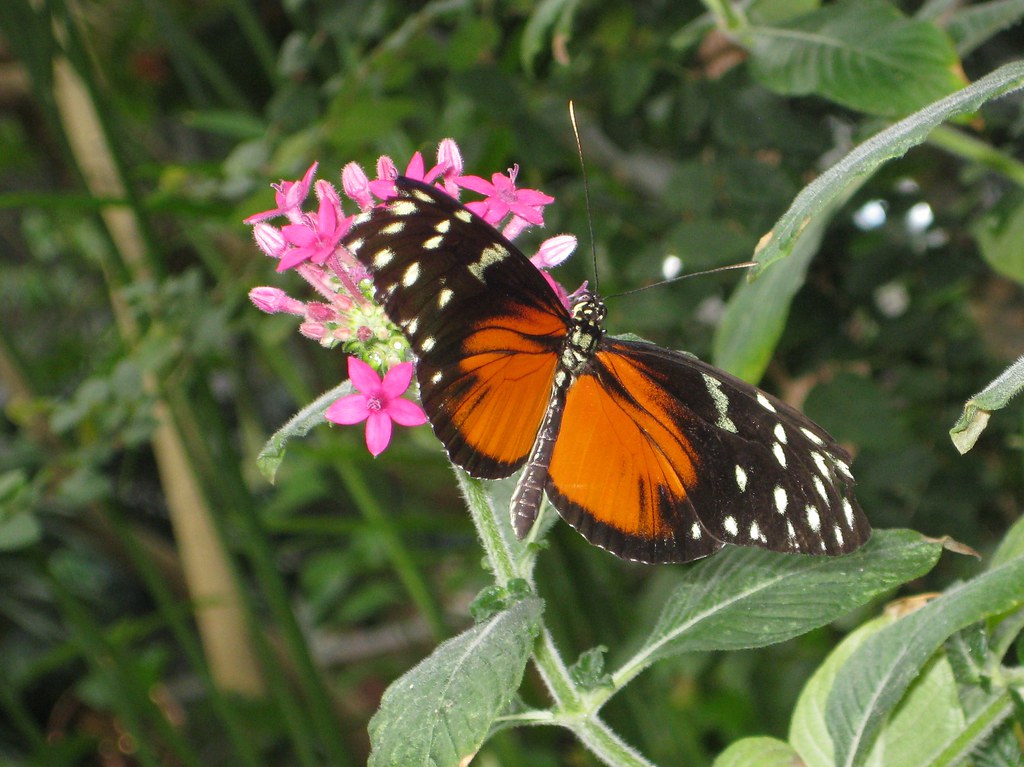 Butterfly house at the Pacific Science Center Wildcat Dunny Flickr