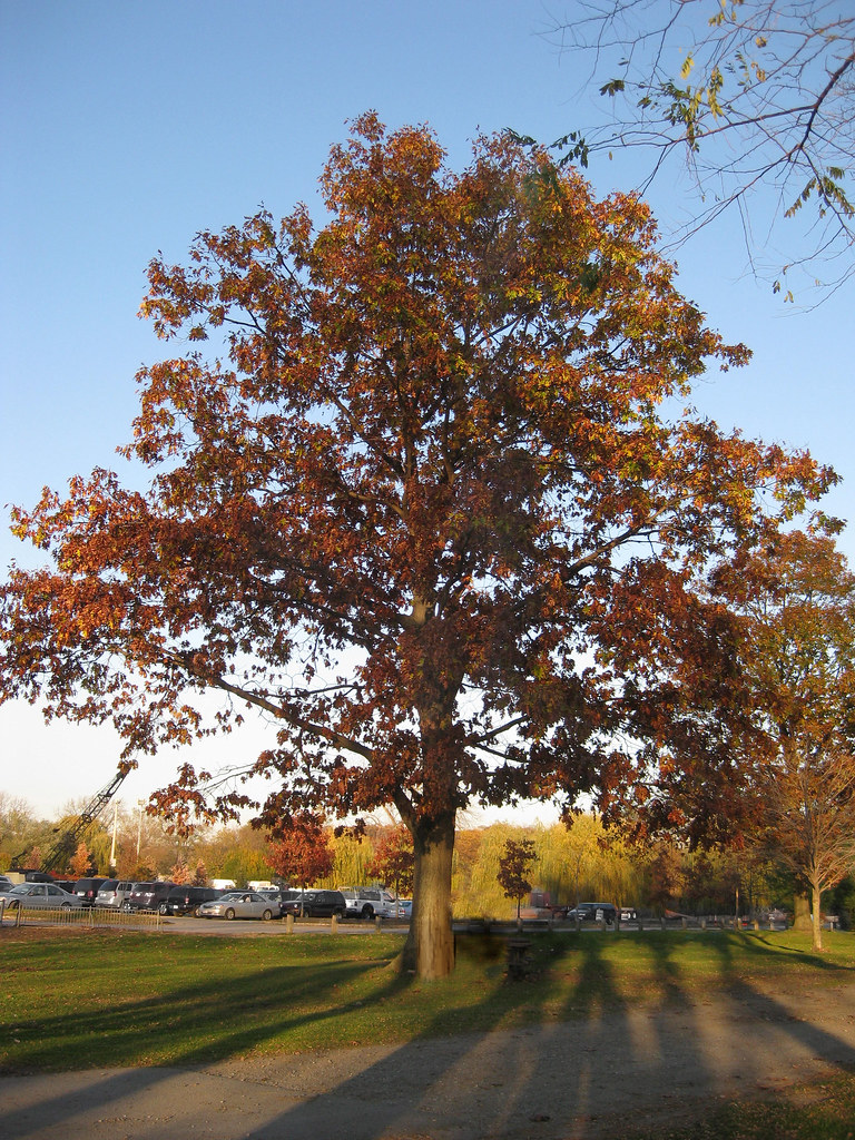 Quercus palustris Pin Oak mature tree in Fall Park at Cr… Flickr