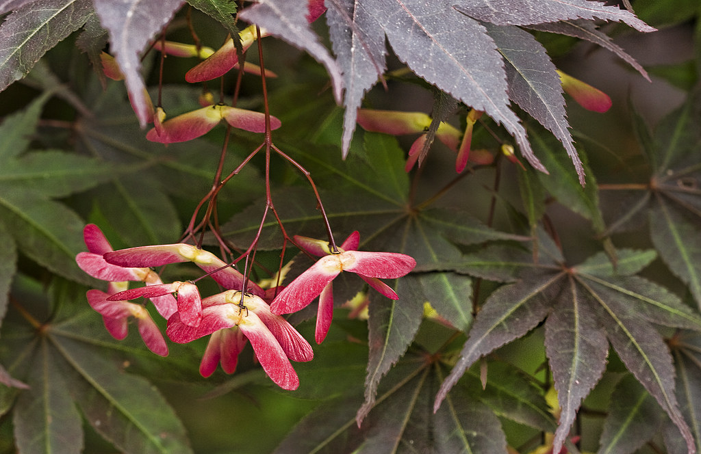 Japanese maple seeds This year, the Japanese maple seeds s… Flickr