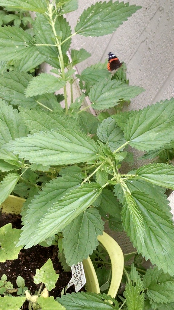 Red Admiral Butterfly laying eggs on stinging nettle July … Flickr