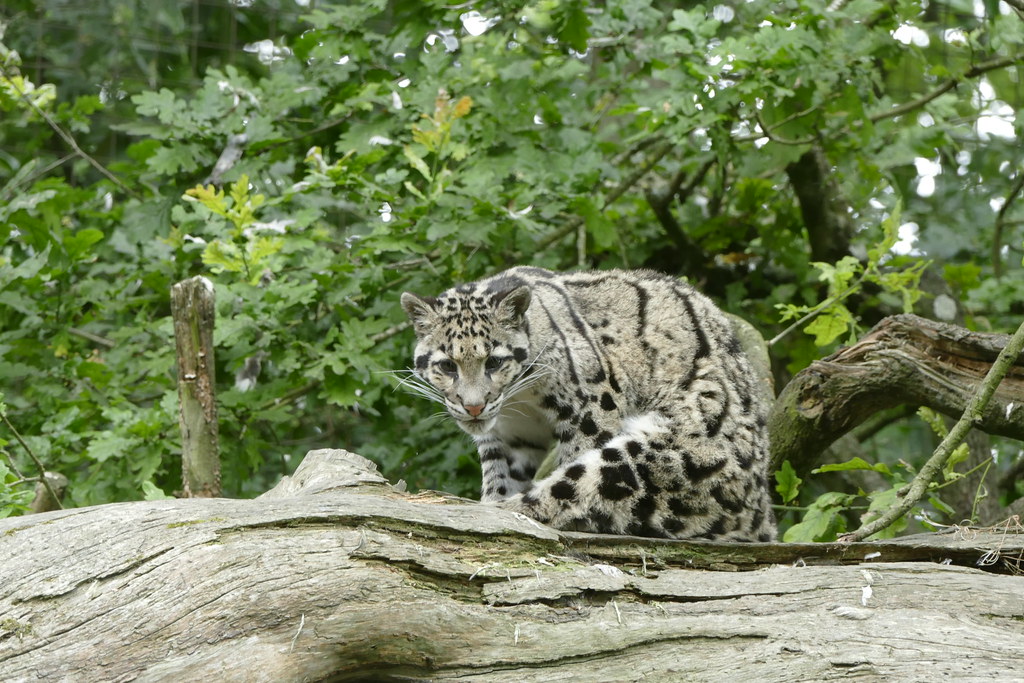 Cotswold Wildlife Park Flickr