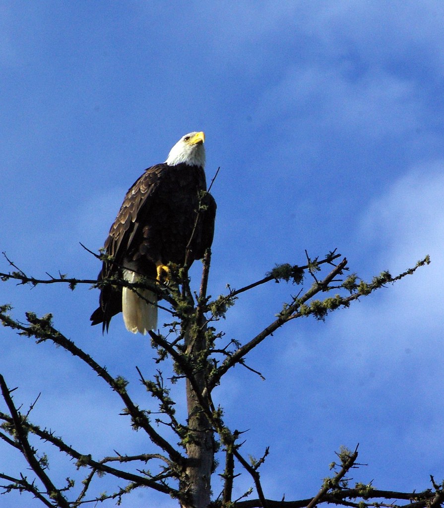 IMGP3090 bald eagle above Pierz Lake, BWCA Howard W. Morris Flickr