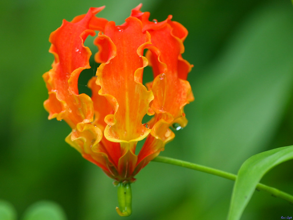 Agnishikha (Sanskrit अग्निशिख)..2 This is Orange variatio… Flickr