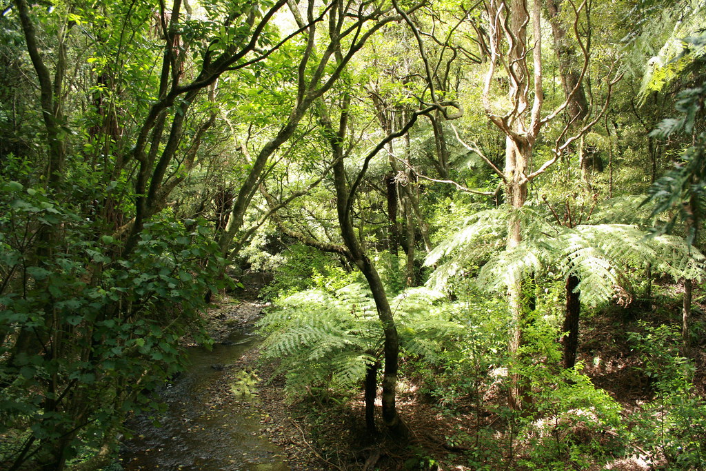 NZ Native forest These beautiful scenes are of ponga (silv… Flickr