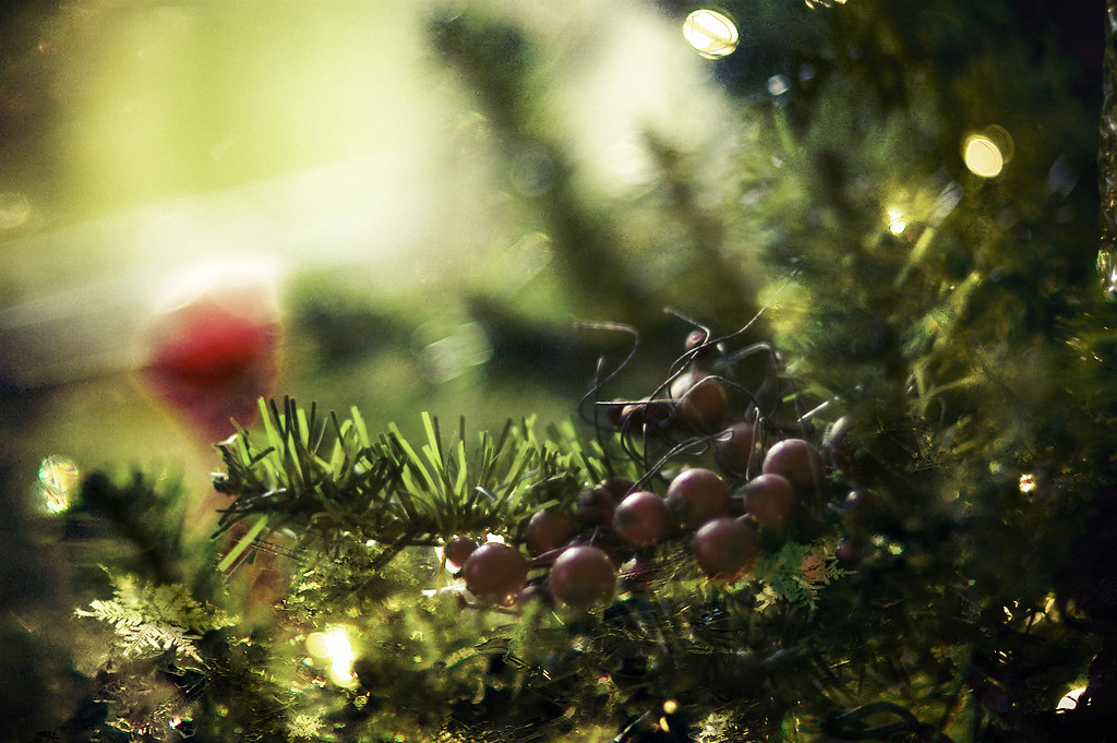 "Love is like the wild rosebriar; Friendship like the hol… Flickr