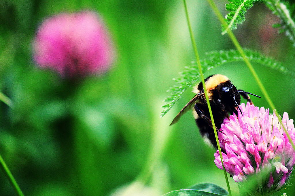 When the flower blooms, the bees come uninvited. BasH Xero Flickr