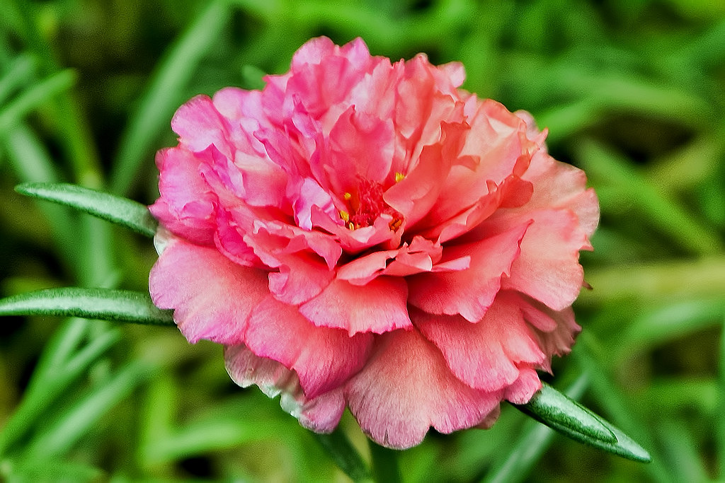 Portulaca pilosa Also known as Kiss Me Quick flower at the… Flickr