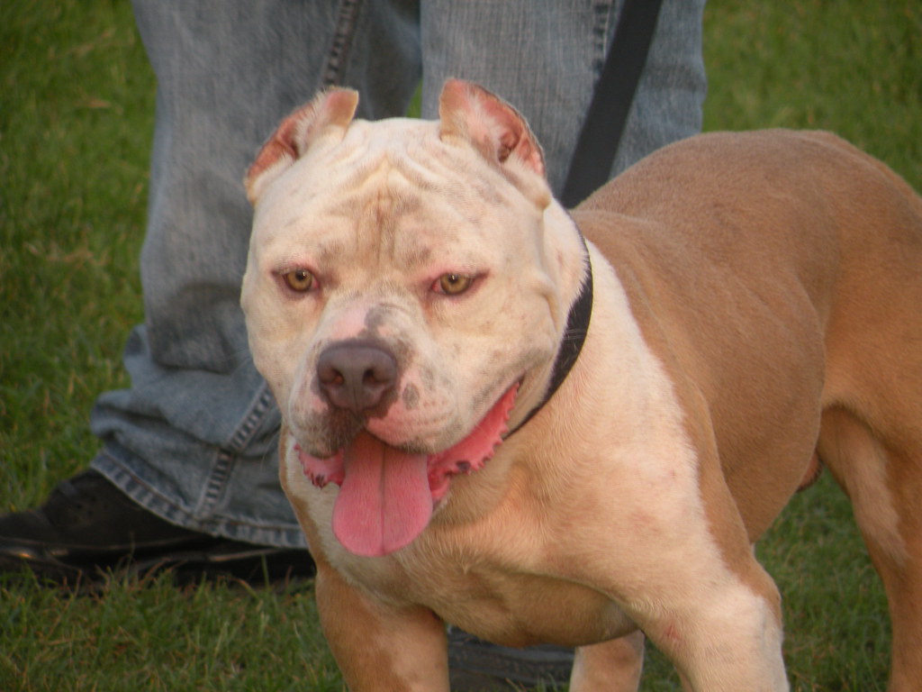 071 Blue fawn male bully type American Pit Bull Terrier