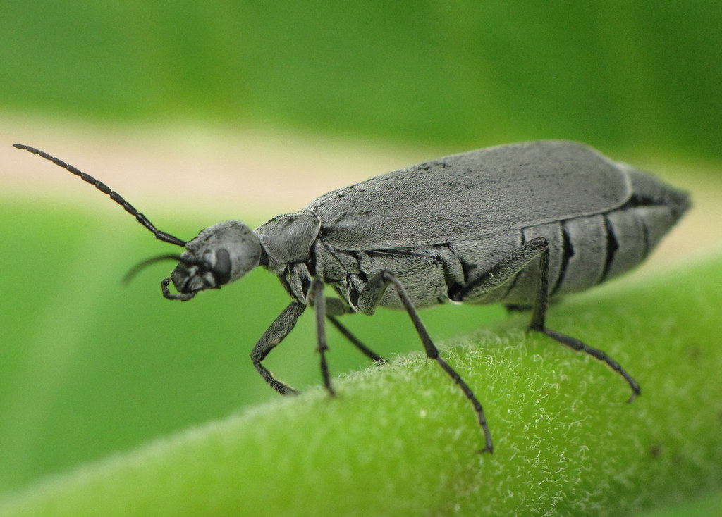 Blister Beetle Epicauta Poisonous to horses, and people … Flickr