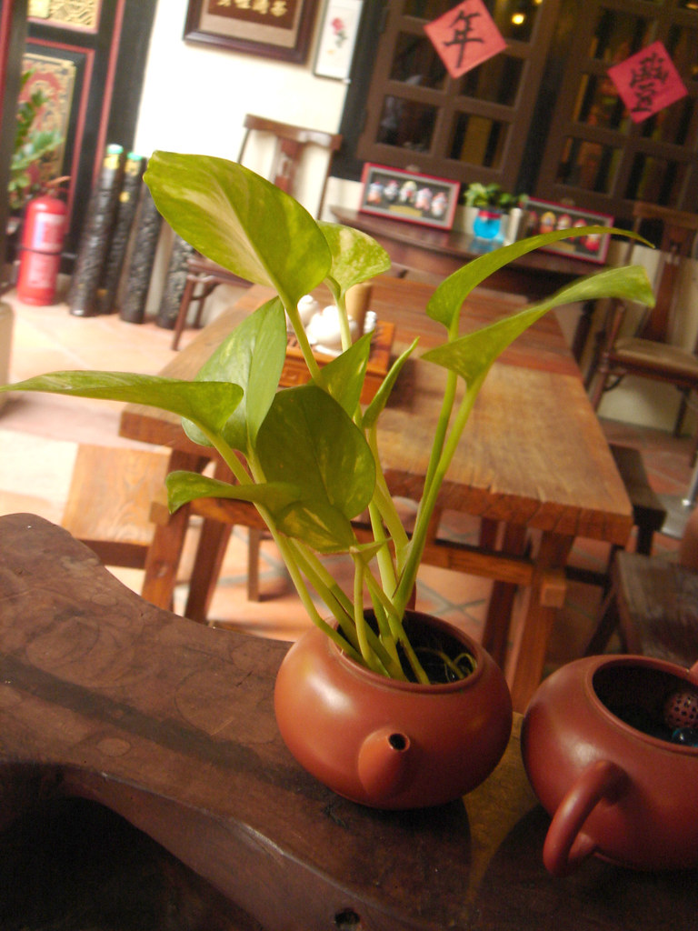 Growing Teapot Plant growing in teapot. yowchuan Flickr