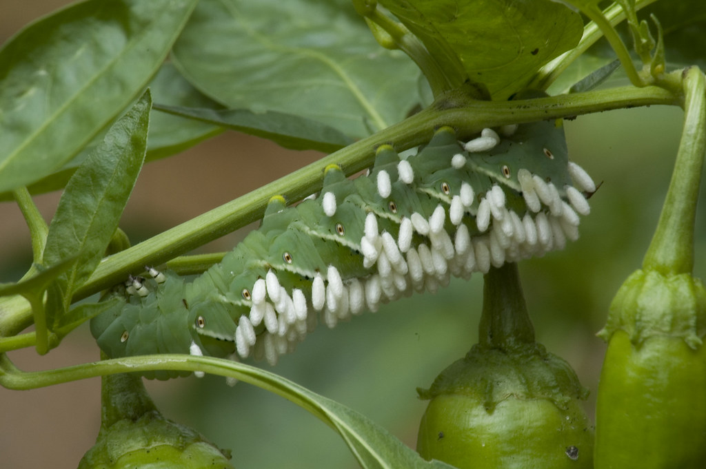 caterpillar 1 Caterpillar with parasitic wasp eggs on one … Flickr