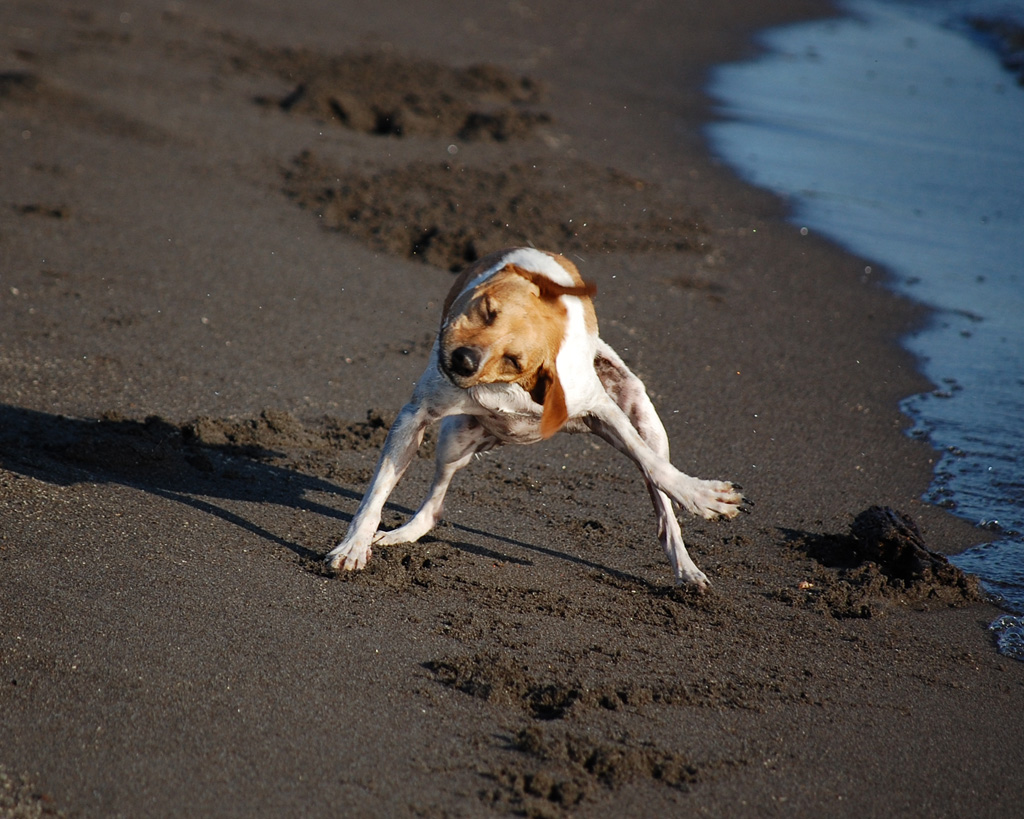 Crazy Dog a photo on Flickriver