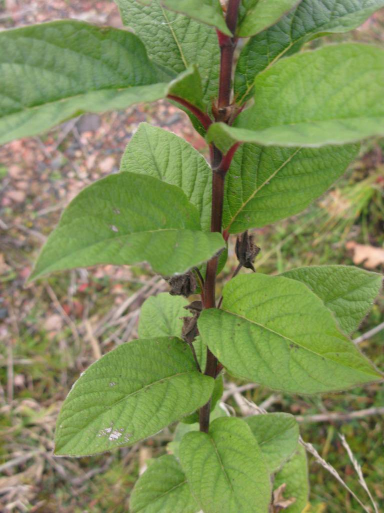 Shrub06 shrub with opposite leaves, axillary flowers and b… Flickr