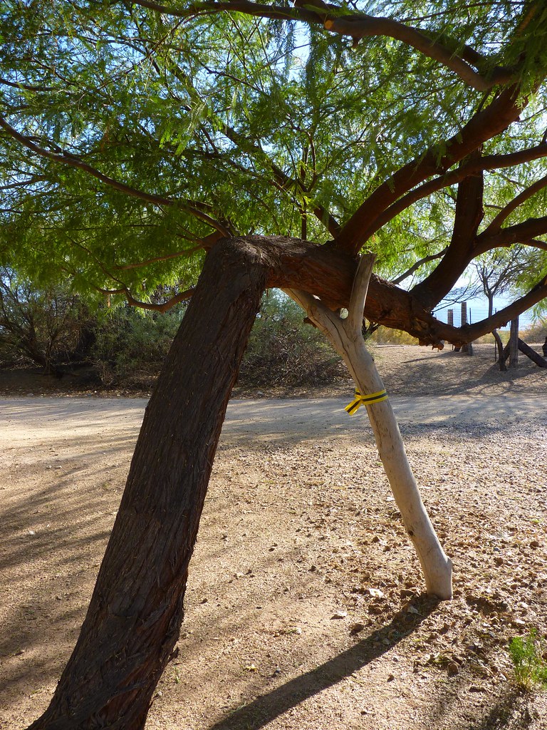 Mesquite Gets A Helping Hand Tres Rios Wetlands Tolleson, … Flickr