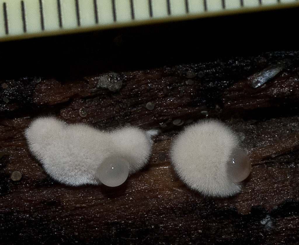 Mold Mycelium mold mycelium, tiny, hairy growing on rottin… Flickr