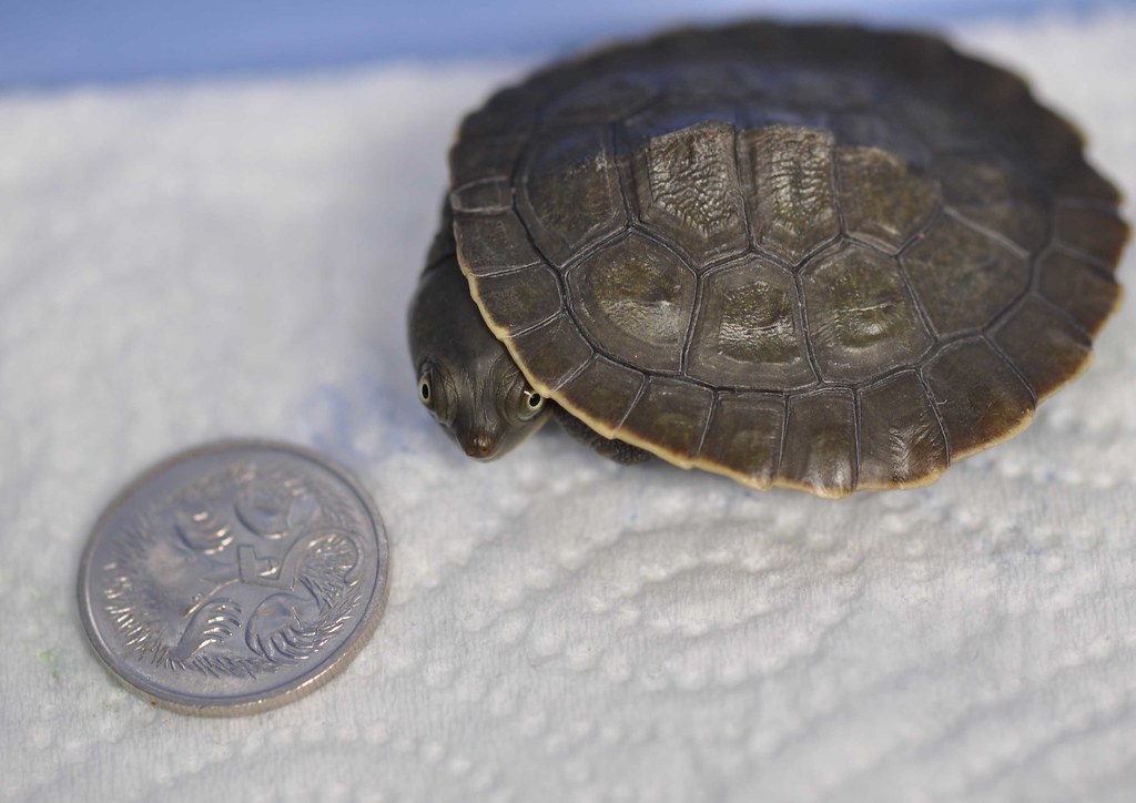 Baby murray river turtle LadyBeast Flickr